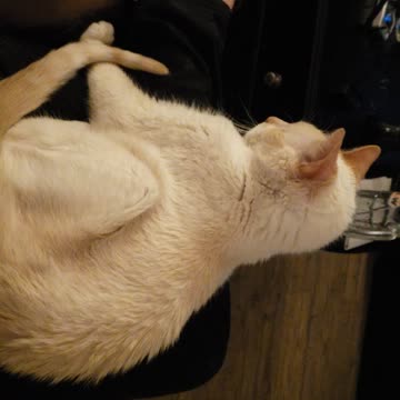 When cat love you pt.6