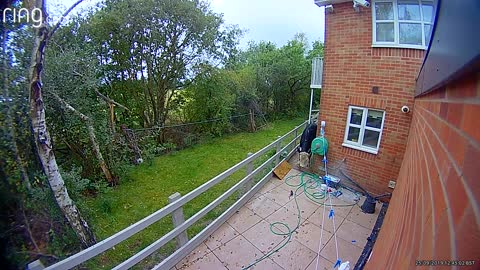 Cow Sneaks Into Backyard for a Snack