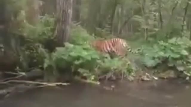 Going ashore, the tiger saw a man and decided that, in order not to attract attention