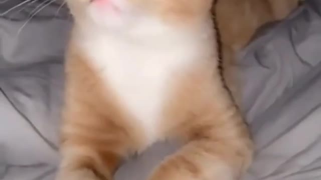 Funny Cats 😂 Cute and Baby Cat 😺 Videos Compilation #7
