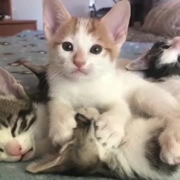 Baby Cats!😍 Cute and Funny Cat Videos | cute pet care