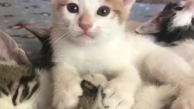 Baby Cats!😍 Cute and Funny Cat Videos | cute pet care