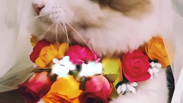 Cat video funny