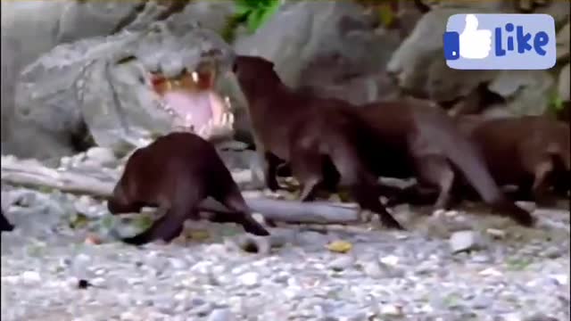 Otters vs Caimon fight in wild Amazon, Brazil #Shorts