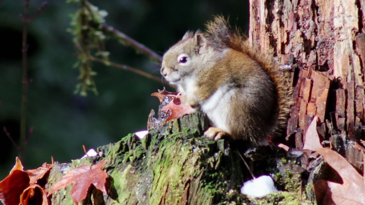 American Red Squirrel