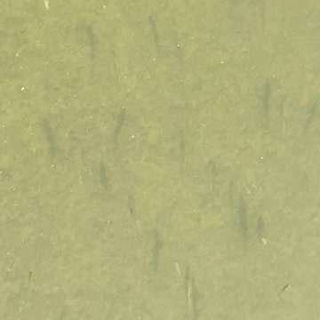 Minnows of the Humber River 35