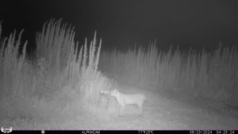 Bobcat June 23rd 2024