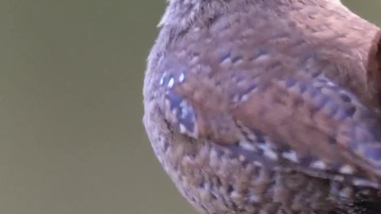 "Symphony of the Forest: Eurasian Wren's Chirping and Spring Birdsong"