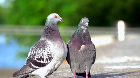 love is beautiful of birds in nature