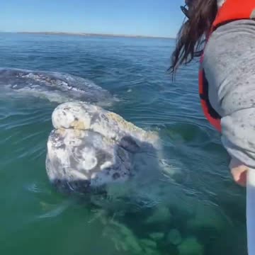 Gray whales are the friendliest whales 🐳