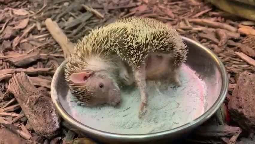 Cute little hedgehog?