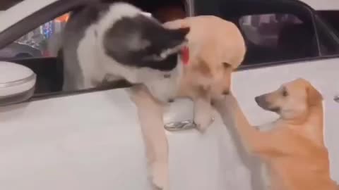 Kutte Hasiyat Dekh kar Dosti Nhi Karte🫡🫵