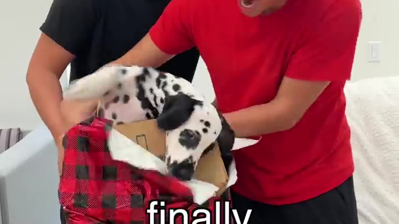 I Bought The Woulds Rerest Puppy