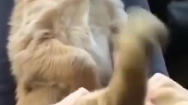 Funny animals videos 📹