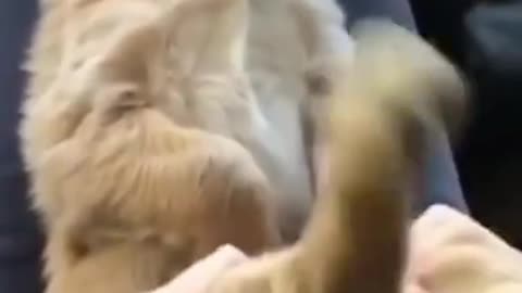 Funny animals videos 📹