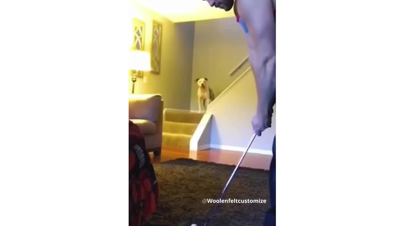 Animals reaction