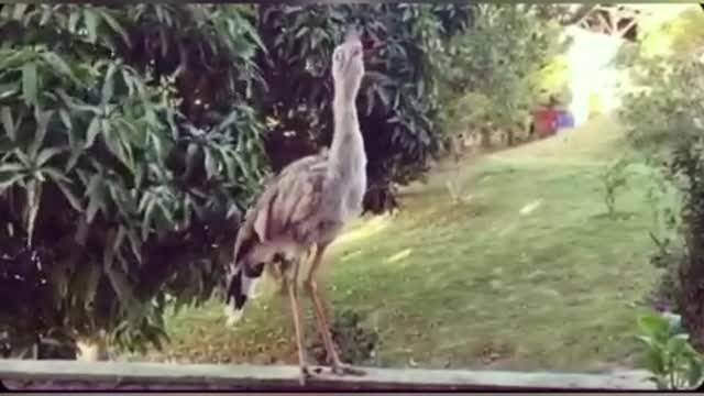 BIRD exotic