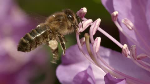 Lazy Female Bee Jumping Between Flowers