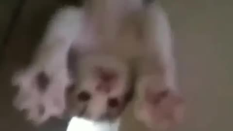 Funny videos 😹😹😹#funnyvideo #funnymemes#funnyanimals