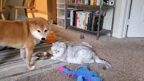 Dog eats cat food after finish his food