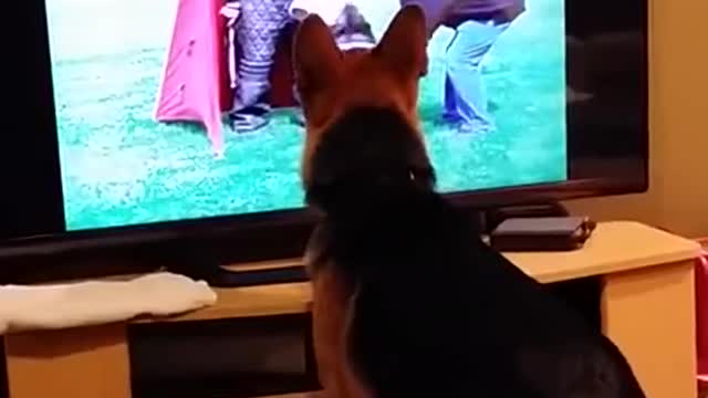 Dog's reaction when watching TV