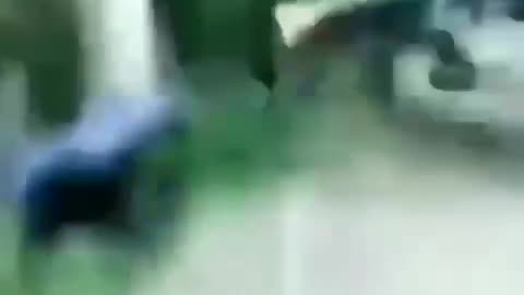 Never mess with Animals