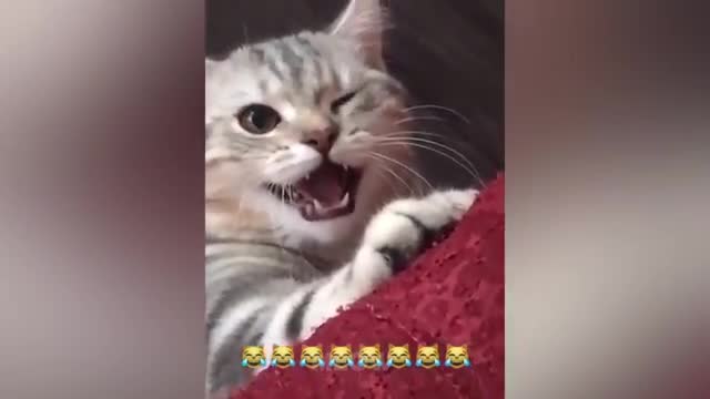 Try Not To Laugh - Dogs And Cats Cute Reaction