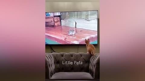 Funny Animals