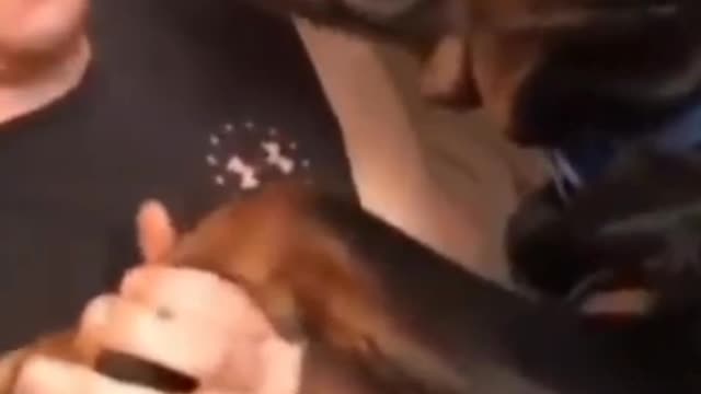 Funny dog's videos😂😂😂