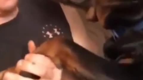 Funny dog's videos😂😂😂