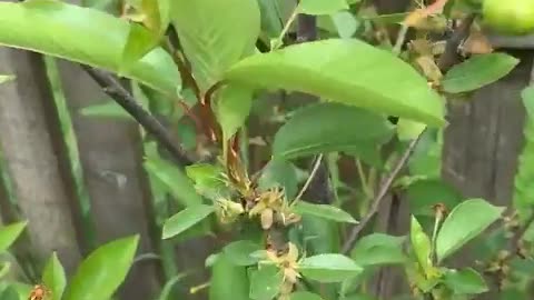 loquat plant