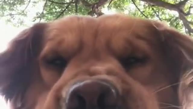 A Doggo licking the camera