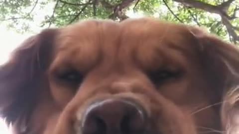 A Doggo licking the camera