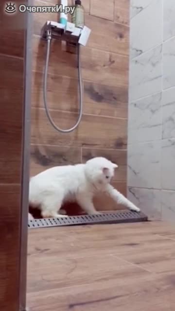What does a cat do in the shower in the morning?