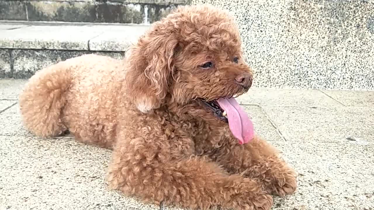 Video Of A Dog With Tongue Hanging Out