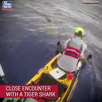 Scary Close Encounter with a Tiger Shark
