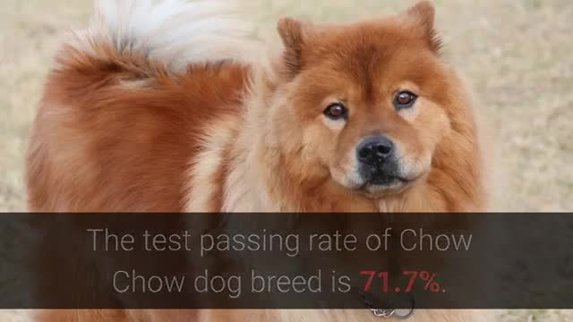 Top ten aggressive dogs