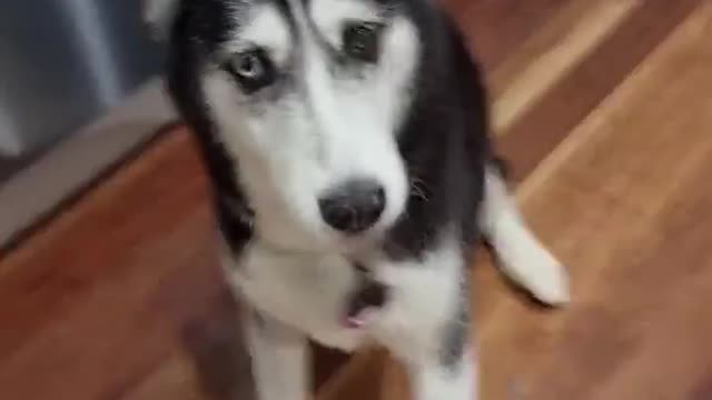 Stubborn Husky Dog Videos 😁😇 Best Funny Animal Videos 2022 😺 Funny Dog Videos 2022 😁