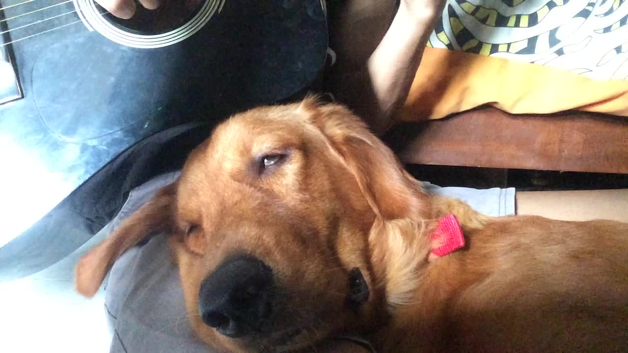 Adorable Dog Gets Drowsy to Guitar Serenade