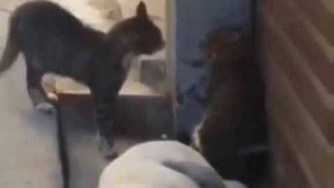 Funny clips 😂😜