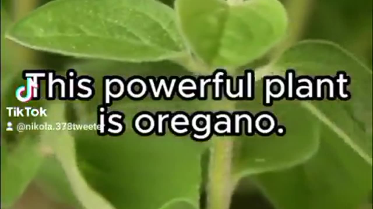 oregano