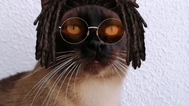 Gato rastas😂