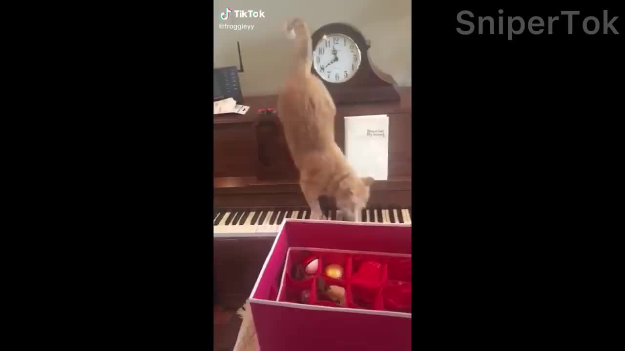 Cat side of Tik Tik compilation