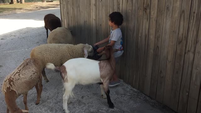 Kids Playing with Innocent Sheep | So Beautiful