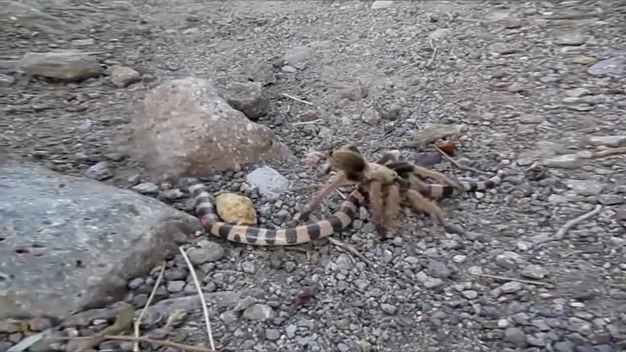 Tarantula VS Snake