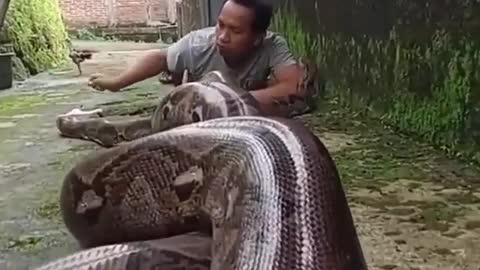 super jumbo python is mating