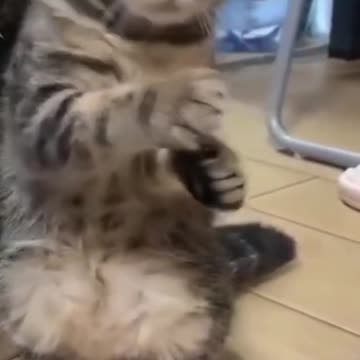 funny 🐈cat playing billiards and doing funny things😂