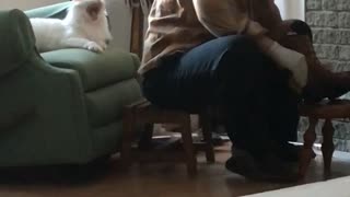 Cute Adopted Cat Asks For Attention