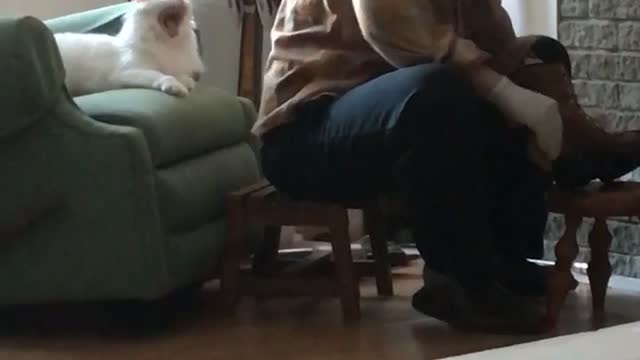 Cute Adopted Cat Asks For Attention