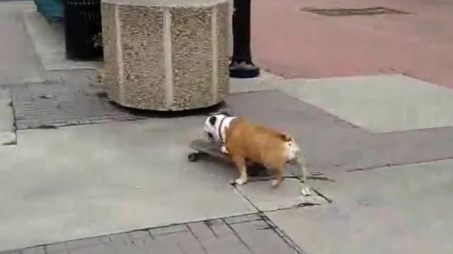 Dog Skateboarding In Public